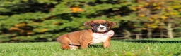 Boxer dogs for sale: Roxy - Ad 2