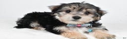 Morkie dogs for sale: Virgel - Ad 1