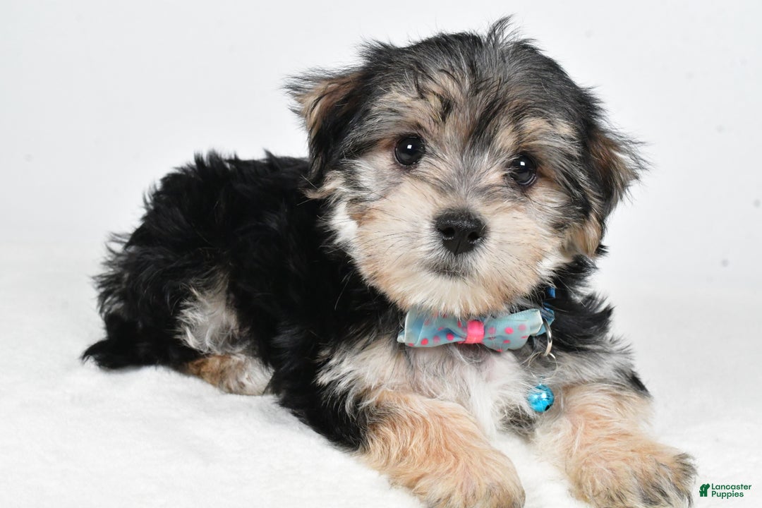 Morkie dogs for sale: Virgel - Ad 1