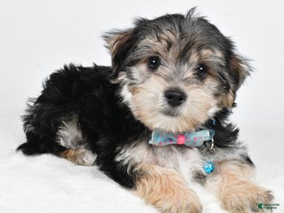 Morkie dogs Virgel - Ad 25