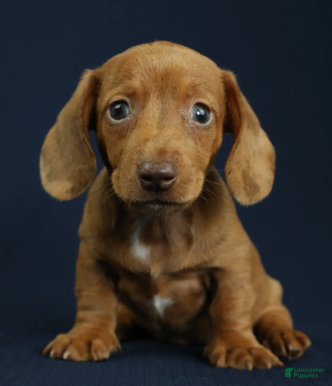 Miniature Dachshund dogs for sale: Cove 🌊 - Ad 1