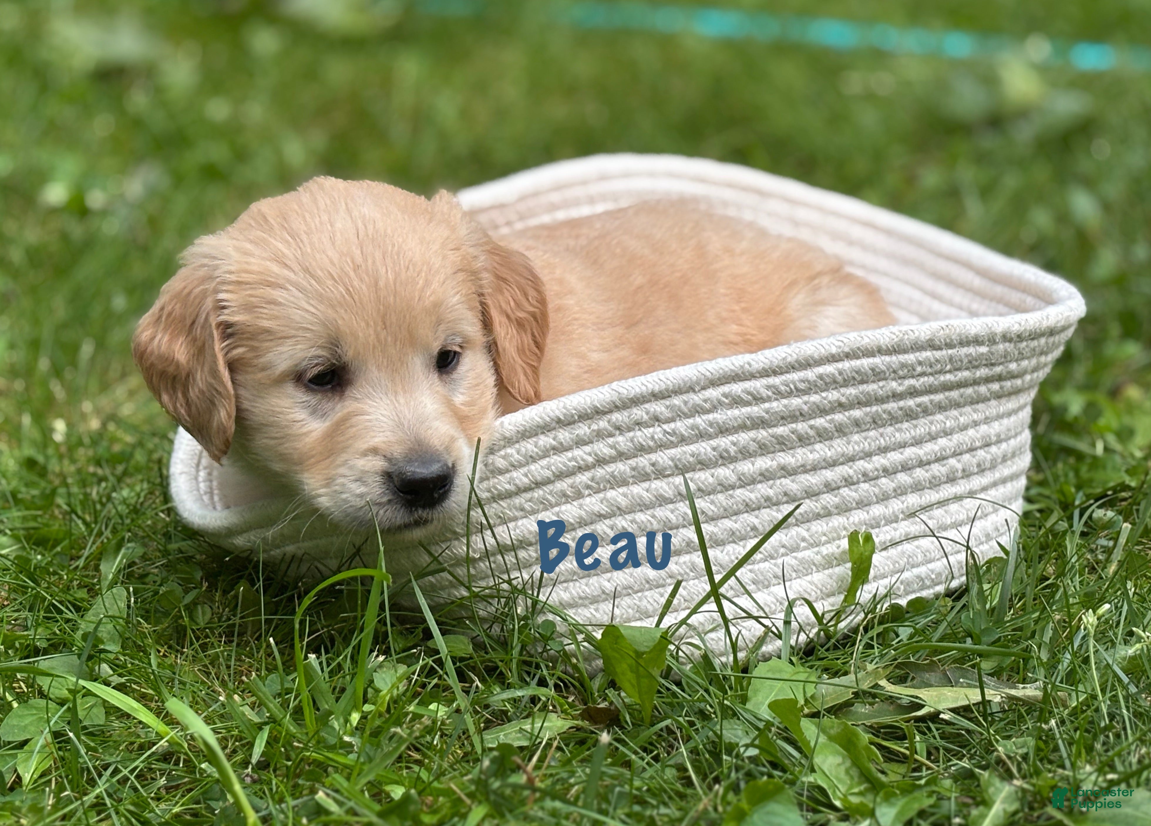 Golden Retriever dogs Beau - Ad 1
