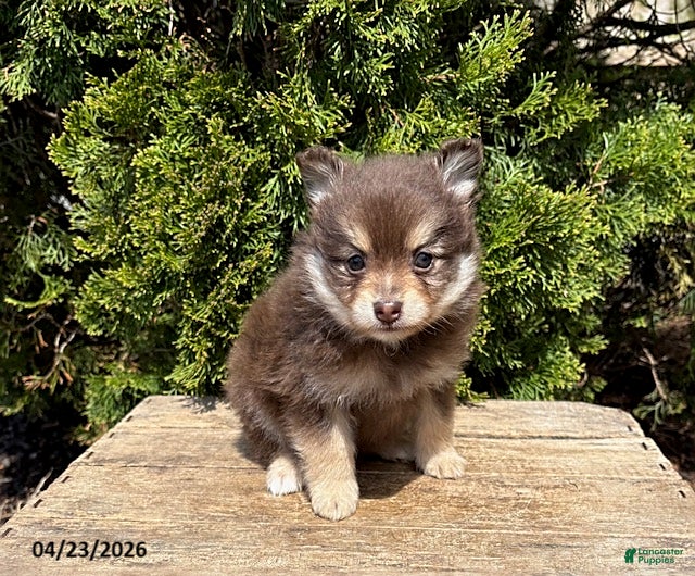 Pomeranian dogs KitKat - Ad 1
