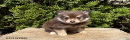 Pomeranian dogs for sale: KitKat - Ad 1