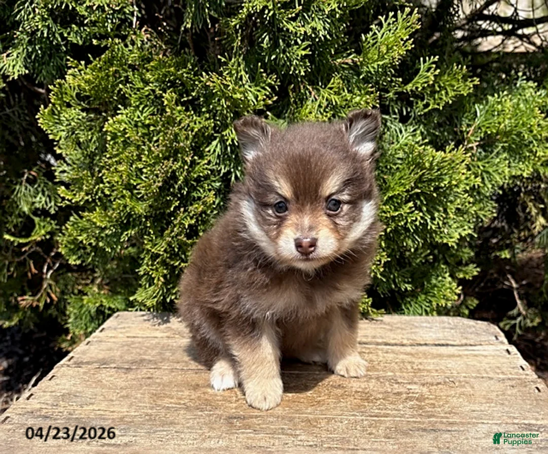 Pomeranian dogs for sale: KitKat - Ad 1