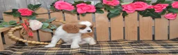 Cavalier King Charles Spaniel dogs for sale: Dakota - Ad 5
