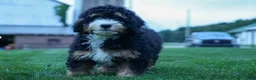 Mini Bernedoodle dogs for sale: Yandel 🦴 - Ad 3