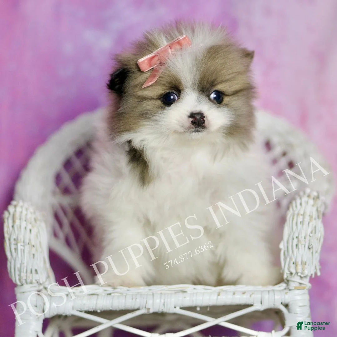 Pomeranian dogs for sale: Felicia  - Ad 2