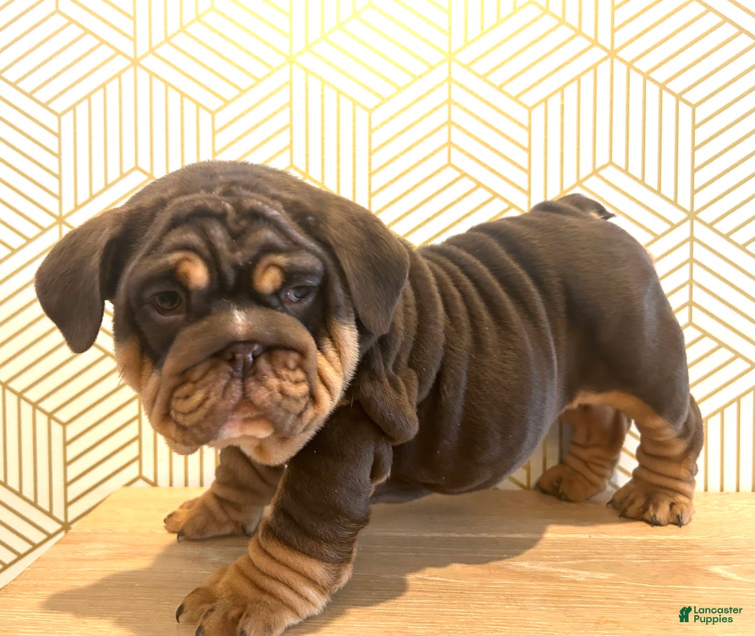 English Bulldog dogs for sale: Lily - Ad 2