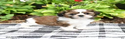 Shih Tzu dogs for sale: Boone - Ad 3