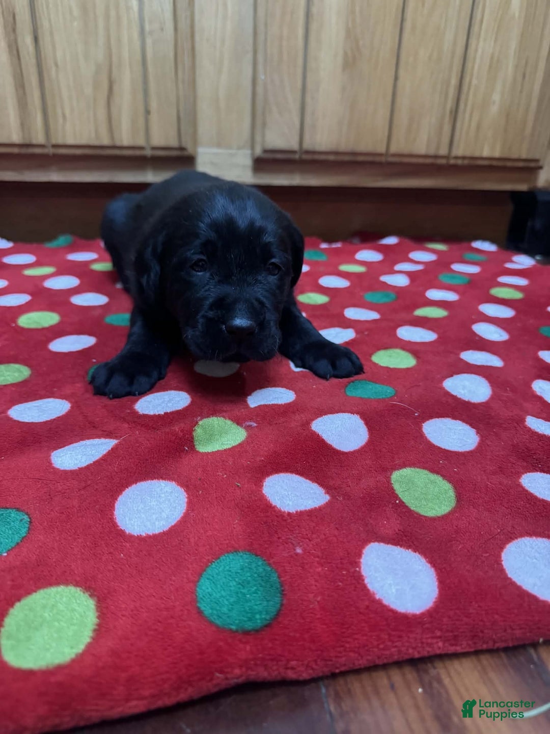 Labrador Retriever dogs for sale: Fern - Ad 6