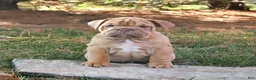 English Bulldog dogs for sale: Fiddle - Ad 3