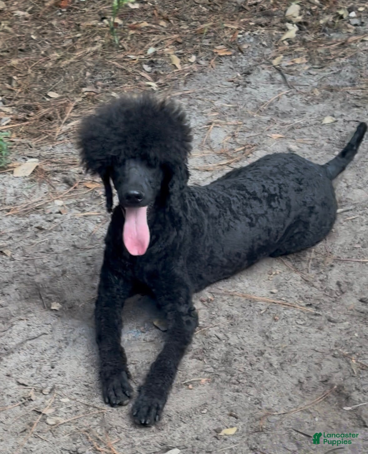 Standard Poodle dogs Standard Poodle  - Ad 4
