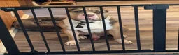 American Bully dogs for sale: Joker - Ad 9