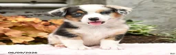 Mixed Breed dogs for sale: Nadia - Ad 4
