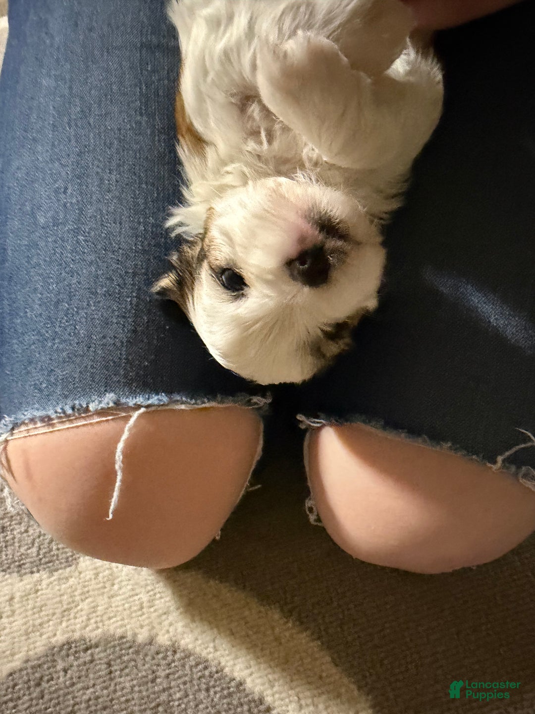 Shihpoo dogs for sale: Shihpoo Puppy 2 - Ad 6