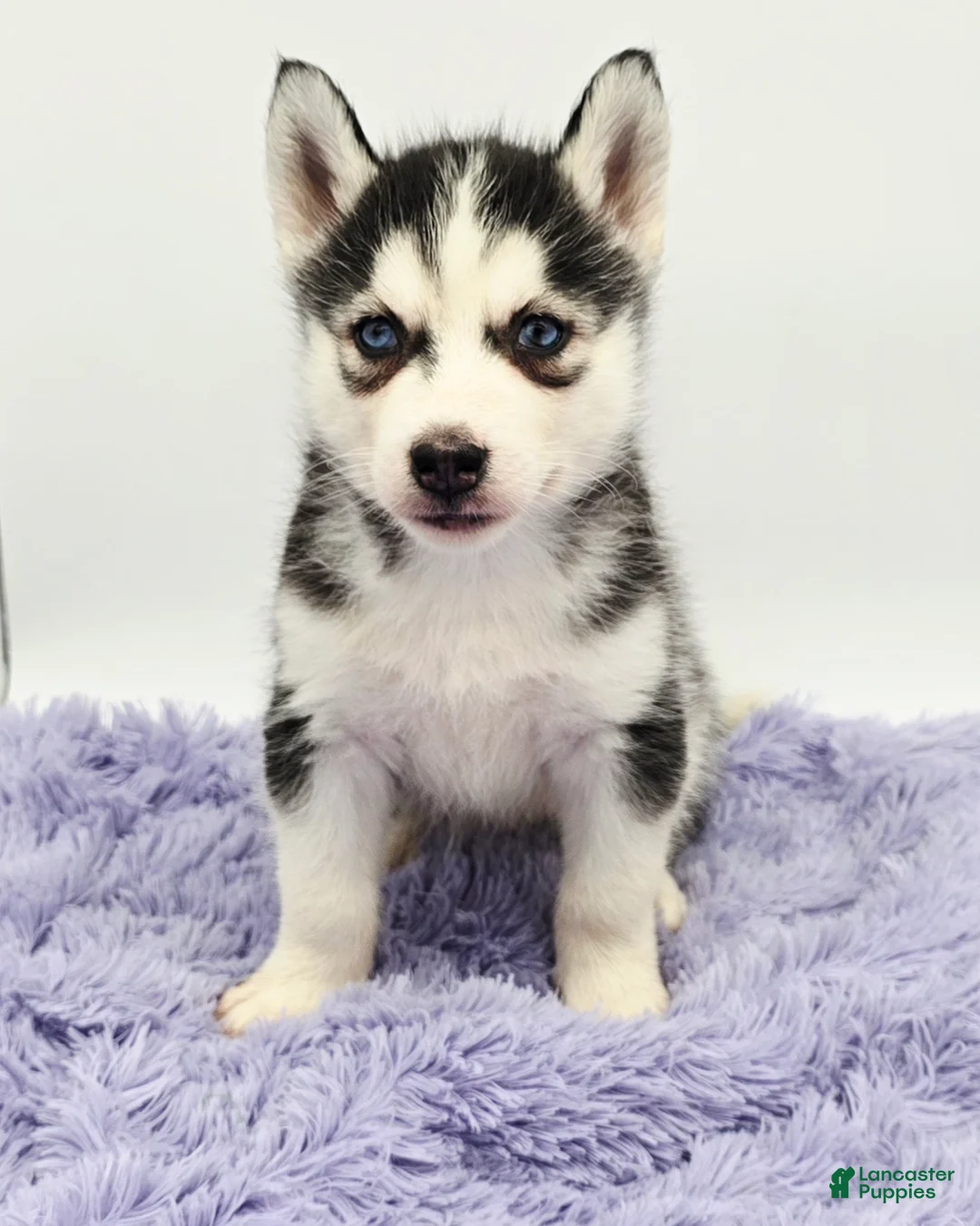 Siberian Husky dogs for sale: Chrissy - Ad 4