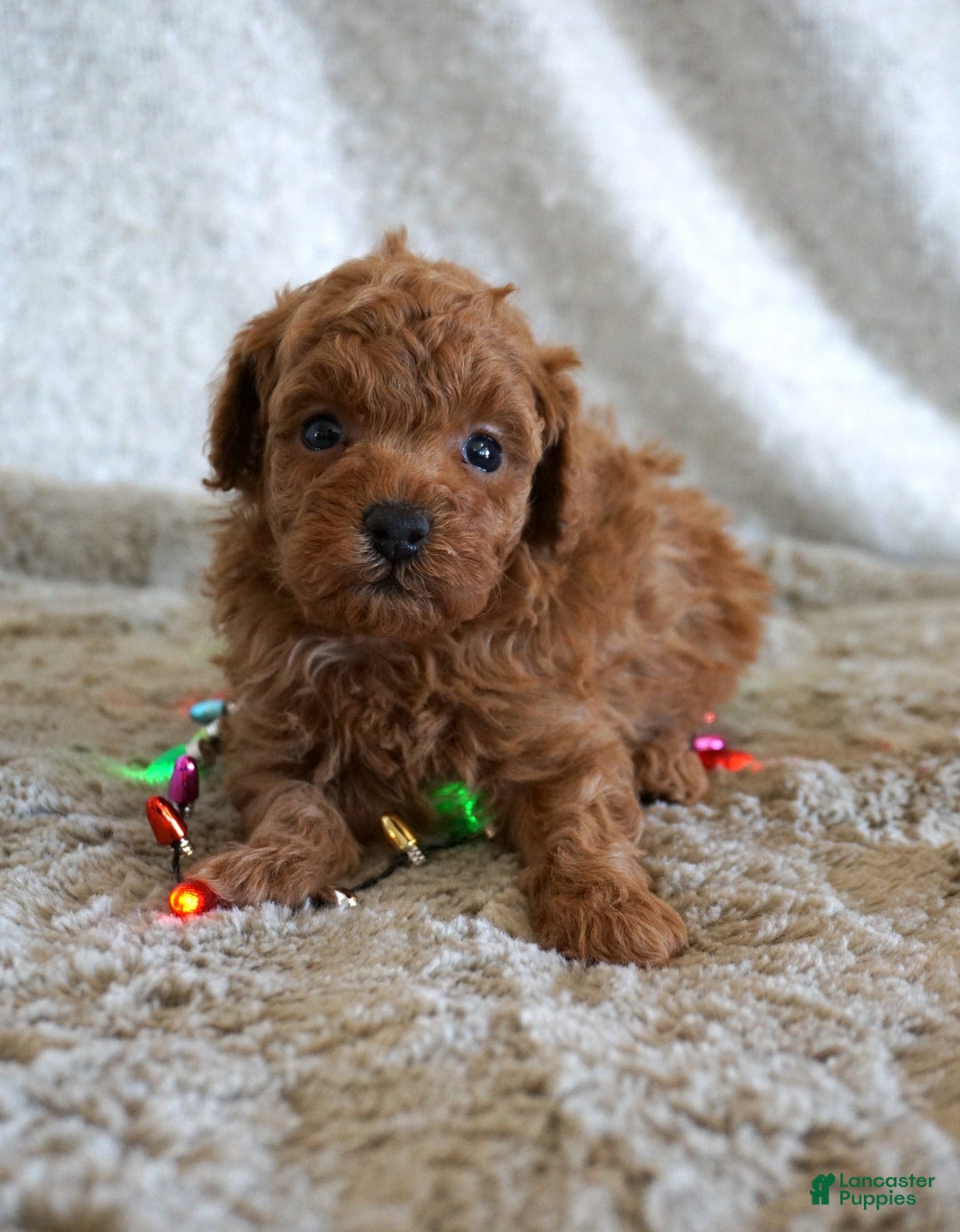 Toy Poodle dogs for sale: Murphy - Ad 1