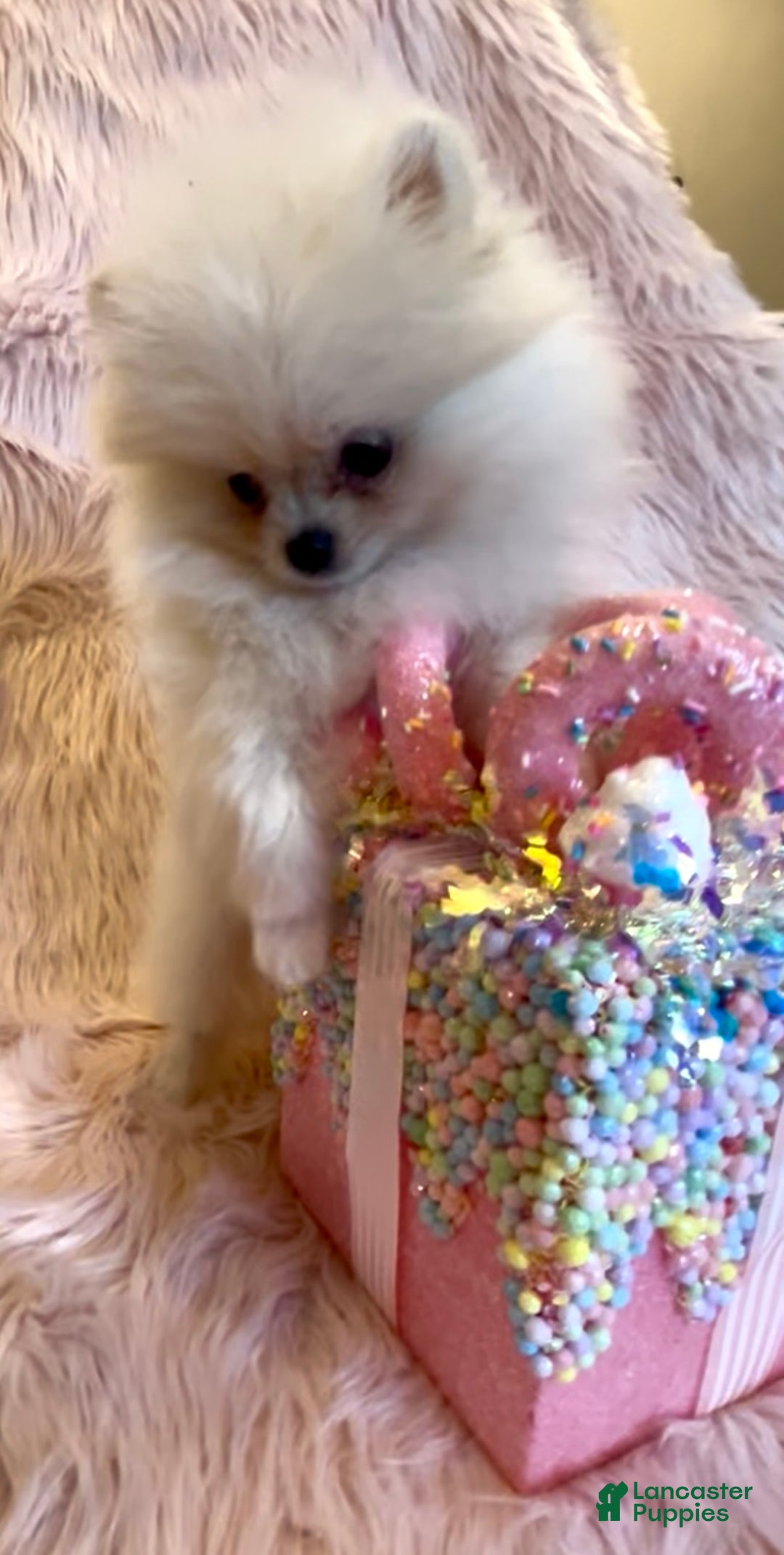 Pomeranian dogs for sale: Lynette AKC Registered full rights  - Ad 23