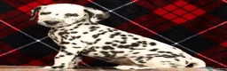 Dalmatian dogs for sale: Rambo - Ad 5