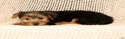 Yorkshire Terrier dogs for sale: AJ - Ad 10