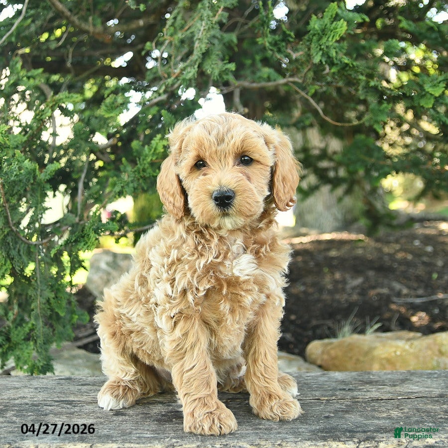 Goldendoodle dogs Maverick - Ad 1