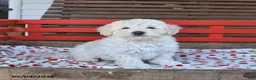 Miniature Poodle dogs for sale: Rover - Ad 4
