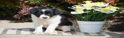 Border Collie dogs for sale: Demi - Ad 4