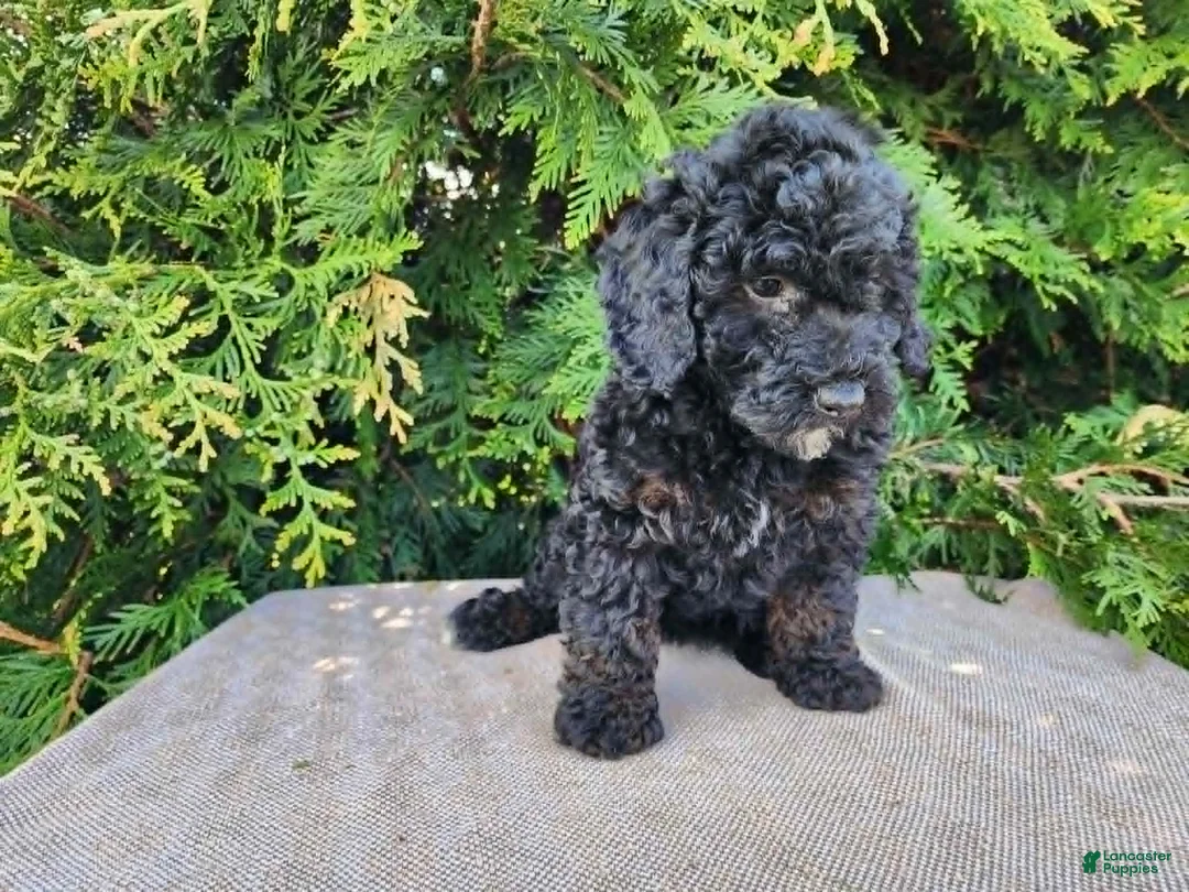 Mini Bernedoodle dogs for sale: Willow - Ad 1