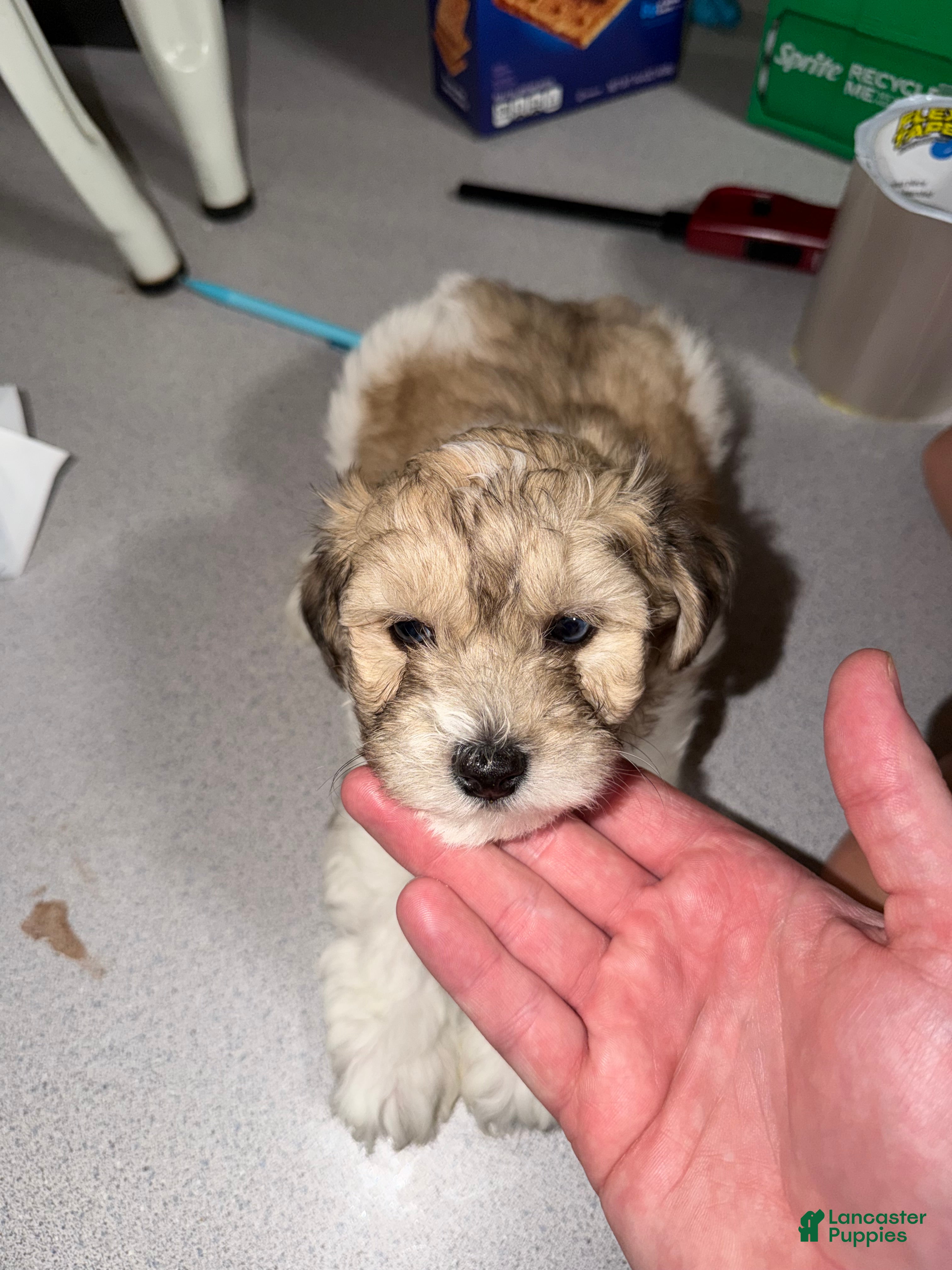 Mixed Breed dogs Girl 2 - Ad 1
