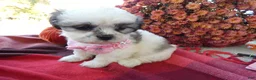 Shih Tzu dogs for sale: Shih Tzu 6 Pinky - Ad 3