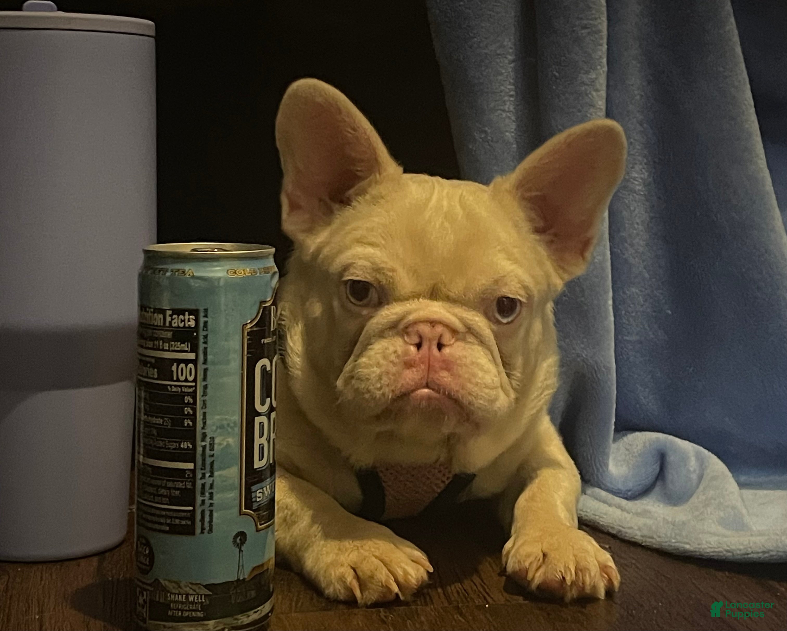 French Bulldog dogs Mercy & Stacks - Ad 1