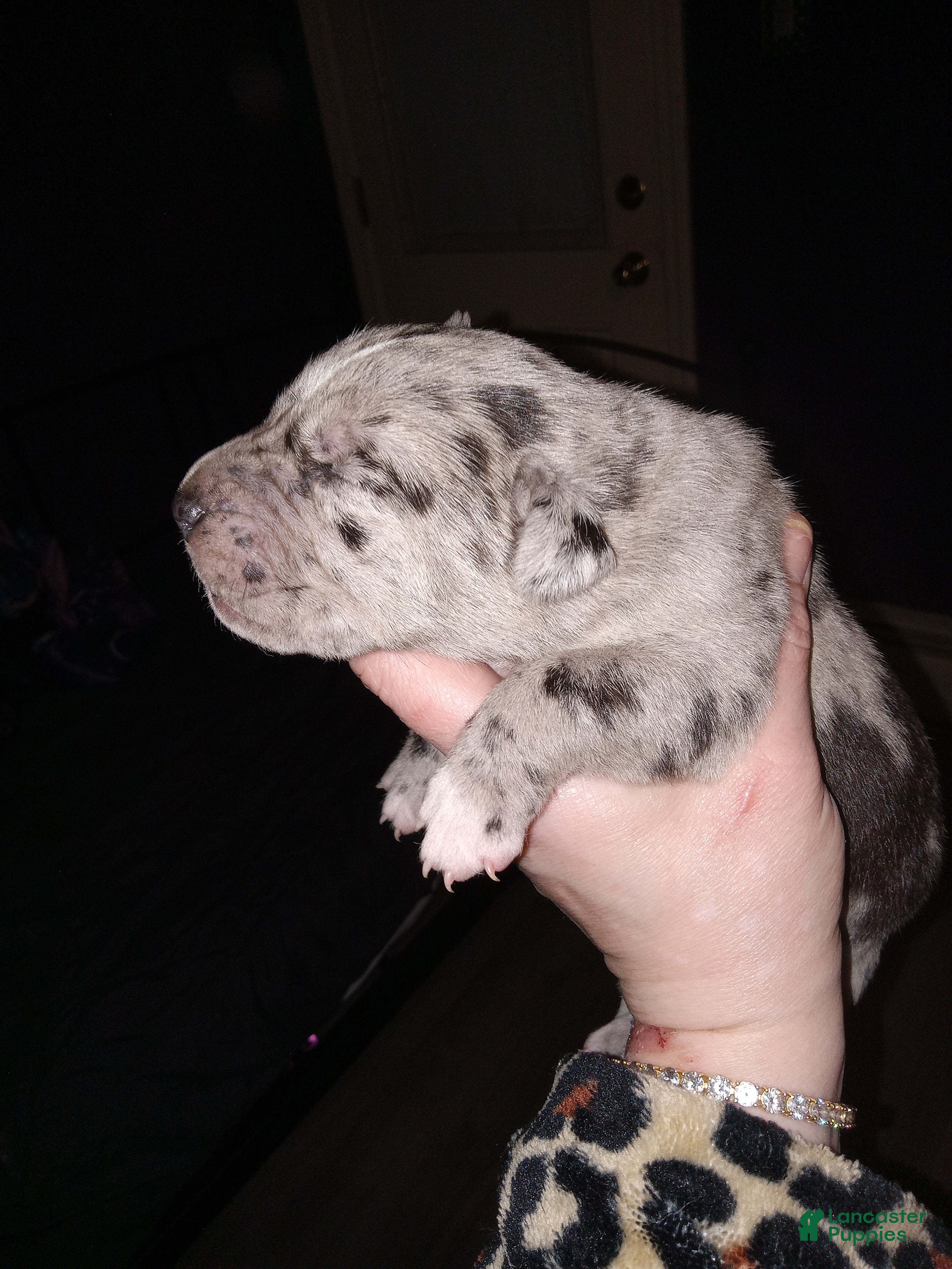 Daniff dogs MEADOW-Daniff Puppy 6 - Ad 2