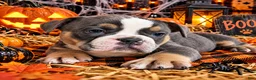 Olde English Bulldogge dogs for sale: Oliver - Ad 1