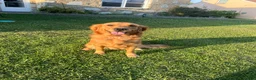 Golden Retriever dogs for sale: Bali  - Ad 2