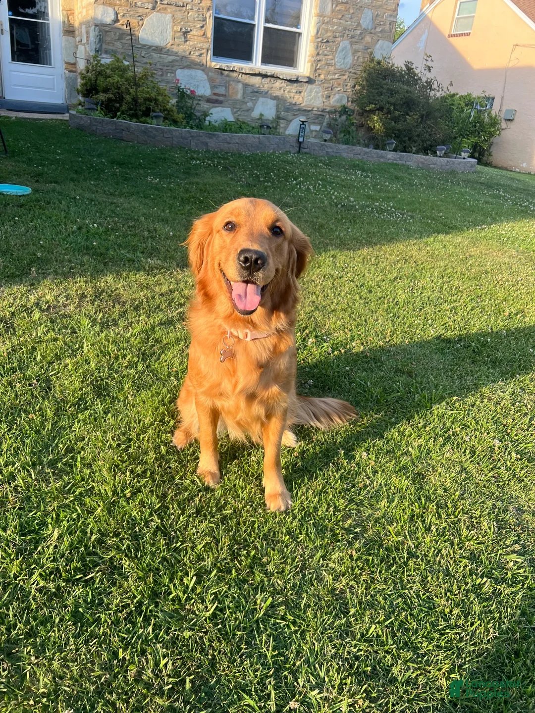 Golden Retriever dogs for sale: Bali  - Ad 2