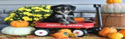 Yorkiepoo dogs for sale: Ashley - Ad 3