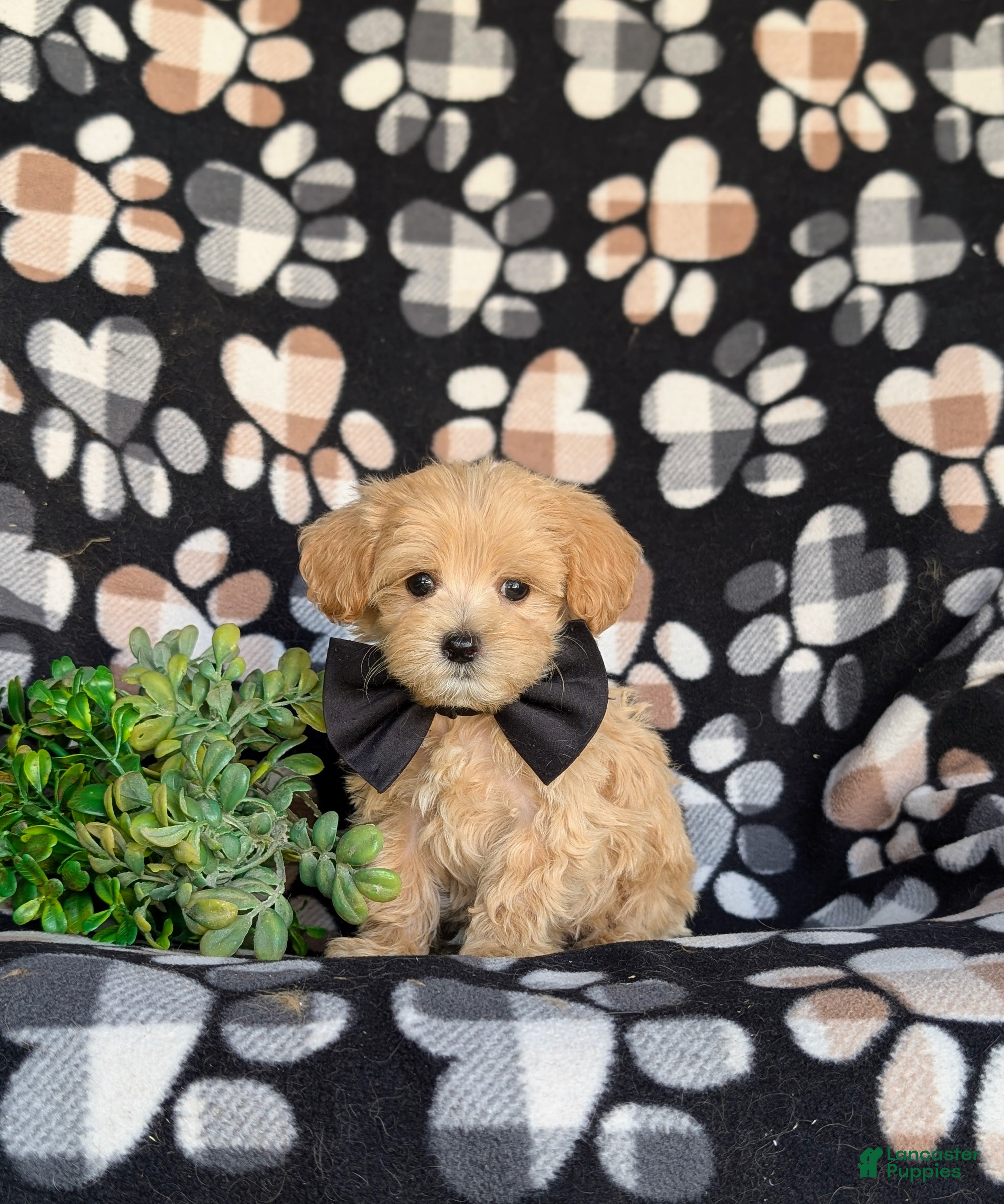 Maltipoo dogs for sale: Clifton 8 lbs Full Grown - Ad 3
