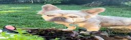 French Bulldog dogs for sale: Amber - Ad 3