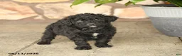Double Doodle dogs for sale: Blackie - Ad 3