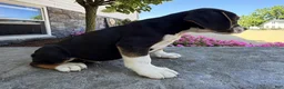 Beabull dogs for sale: Maverick - Ad 5