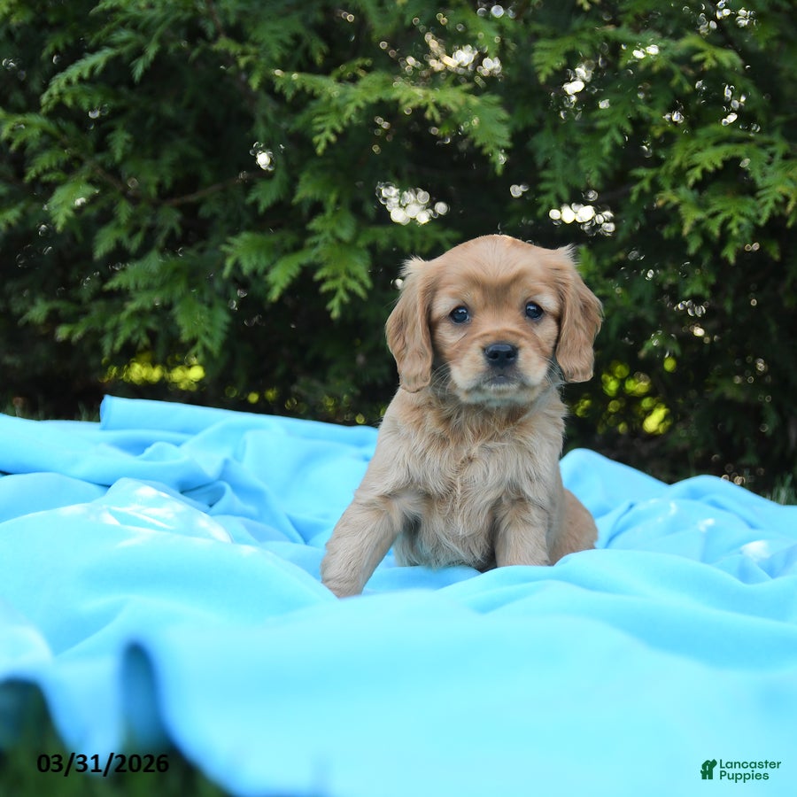 Miniature Golden Retriever dogs Bennet - Ad 1