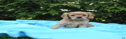 Miniature Golden Retriever dogs for sale: Bennet - Ad 1