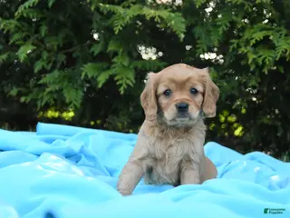 Miniature Golden Retriever dogs for sale: Bennet - Ad 4