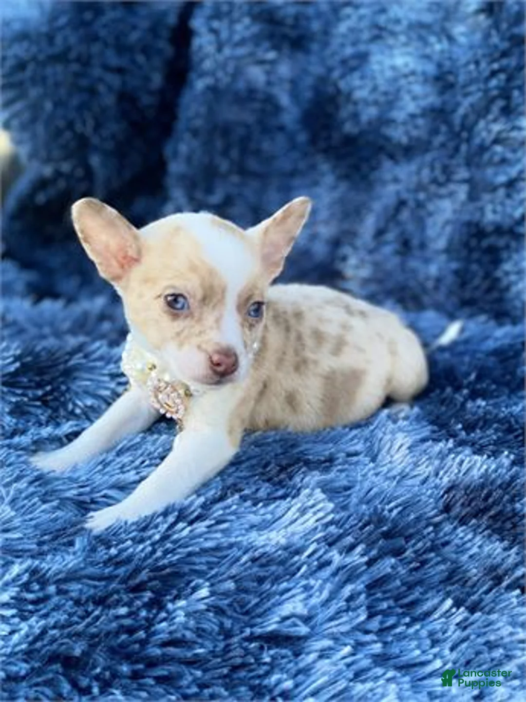 Chihuahua dogs for sale: Chihuahua Puppy 1 - Ad 1