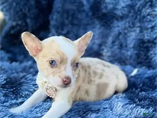 Chihuahua dogs Chihuahua Puppy 1 - Ad 10