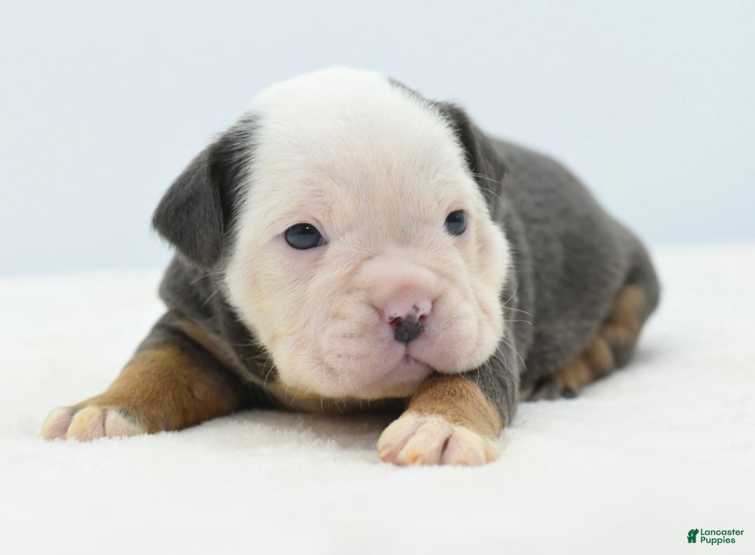 Mixed Breed dogs for sale: Macho blue mini  - Ad 15