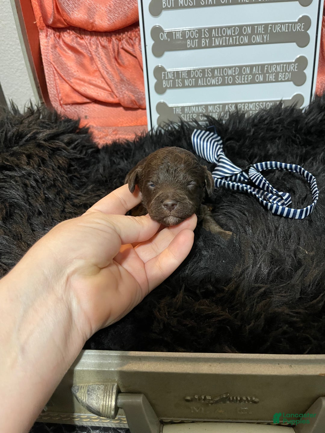 Miniature Poodle dogs for sale: Akc Clear Chocolate Phantom Boy 1 - Ad 22