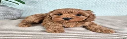 Cavapoo dogs for sale: Clementine - Ad 2