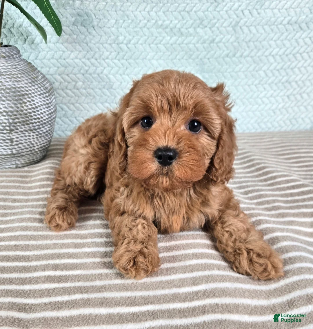 Cavapoo dogs for sale: Clementine - Ad 2